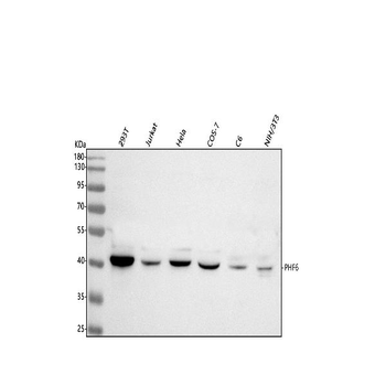 Anti-PHF6 Antibody