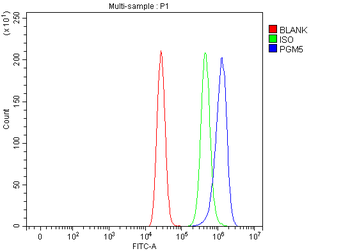 PGM5 Rabbit Polyclonal Antibody
