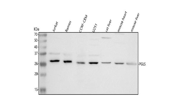 Anti-PGLS Antibody