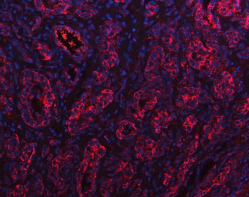 Anti-PGC Antibody