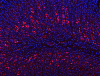 Anti-PGC Antibody