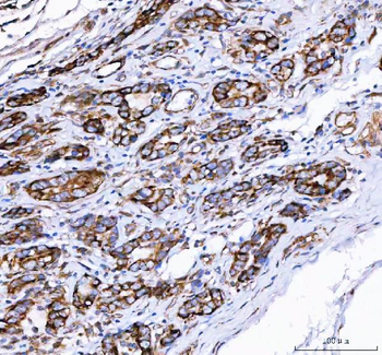 Anti-PGC Antibody