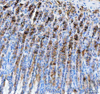 Anti-PGC Antibody
