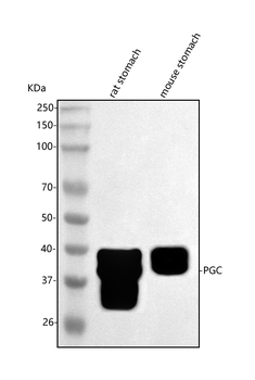 Anti-PGC Antibody