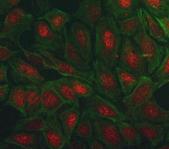 Anti-PEG3 Antibody