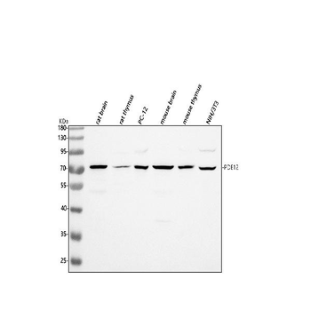 PDE12 Antibody