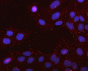 PCDHGC4 Rabbit Polyclonal Antibody