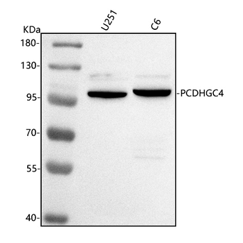 PCDHGC4 Rabbit Polyclonal Antibody