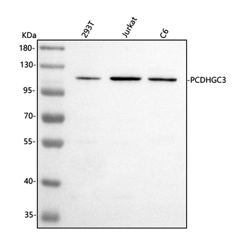 Anti-PCDHGC3 Antibody
