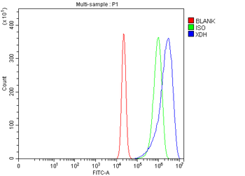 XDH Antibody