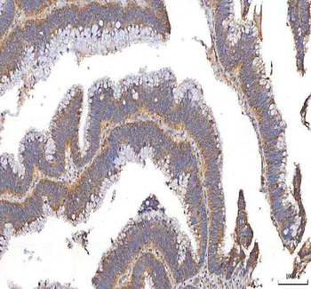 XDH Antibody