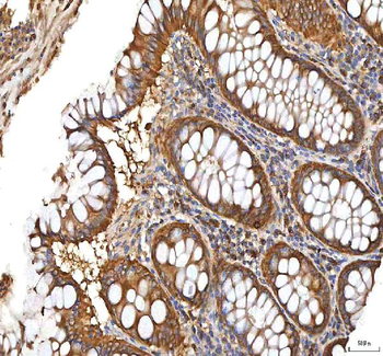 XDH Antibody