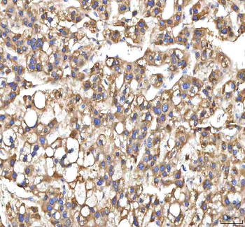 XDH Antibody