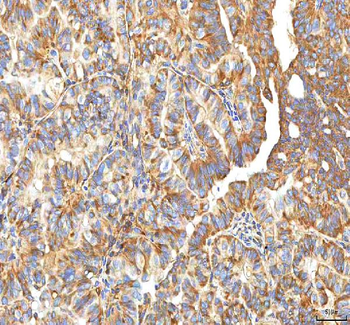 XDH Antibody