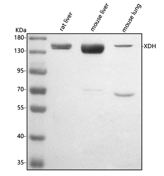 XDH Antibody