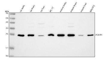 Anti-PCMT1 Antibody