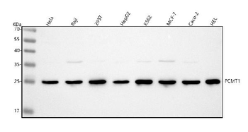 Anti-PCMT1 Antibody