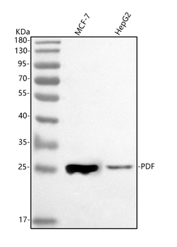 Anti-PDF Antibody