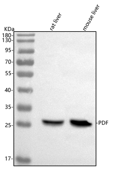 Anti-PDF Antibody