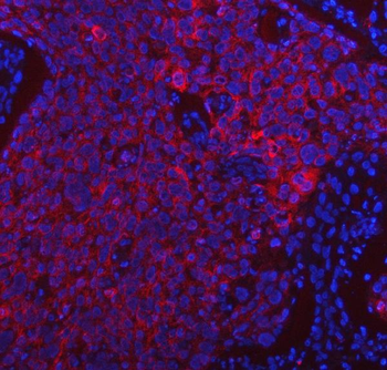 Anti-PDF Antibody