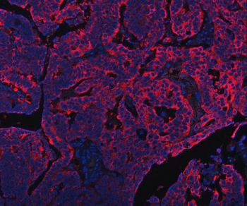 Anti-PDF Antibody