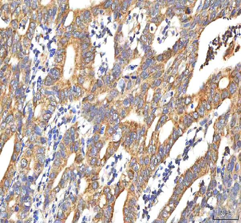 Anti-PDF Antibody
