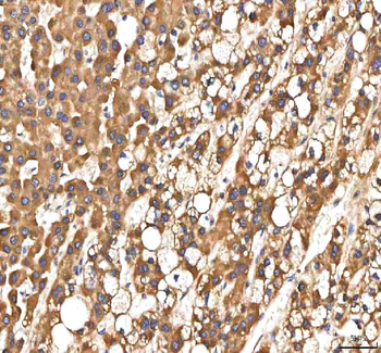 Anti-PDF Antibody