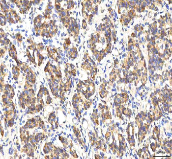 Anti-PDF Antibody