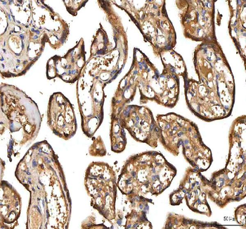 Anti-PDF Antibody
