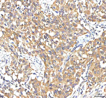 Anti-PDF Antibody