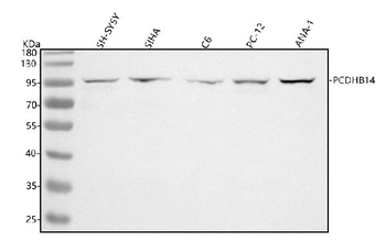 Anti-PCDHB14 Antibody