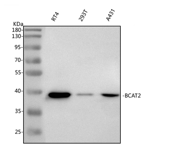 Anti-BCAT2 Antibody