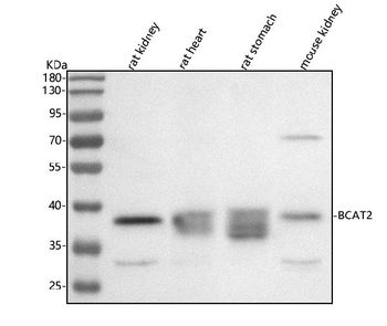 Anti-BCAT2 Antibody