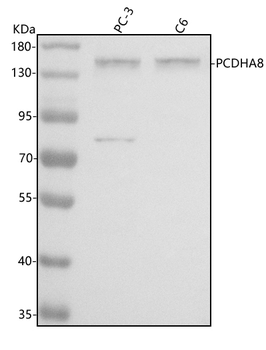 PCDHA8 Antibody