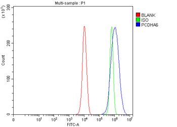 Anti-PCDHA6 Antibody