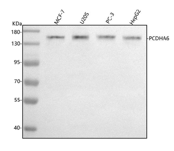 Anti-PCDHA6 Antibody