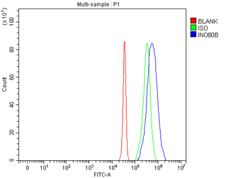 INO80B Antibody
