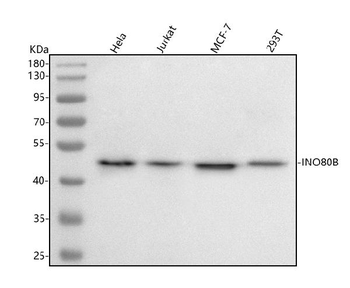 INO80B Antibody