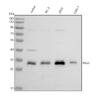 Anti-ING5 Antibody