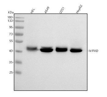 Anti-BPNT2 Antibody