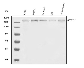 PCF11 Rabbit Polyclonal Antibody