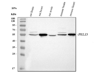Anti-PELI3 Antibody