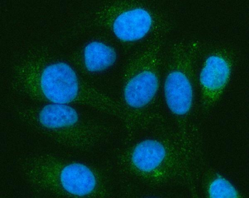 Anti-PELI3 Antibody