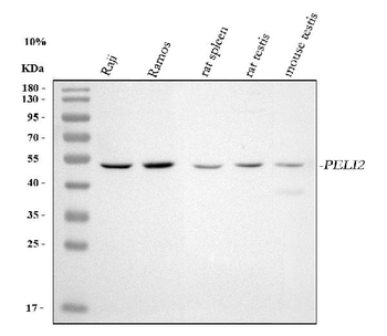 Anti-PELI2 Antibody