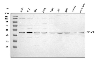 Anti-PDK3 Antibody