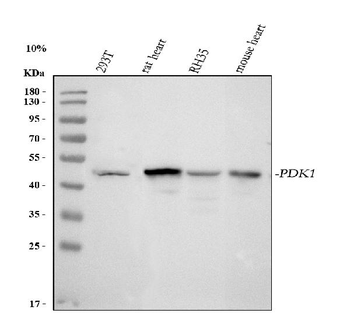PDK1 Antibody