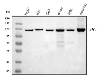 Anti-Pyruvate Carboxylase/PC Antibody