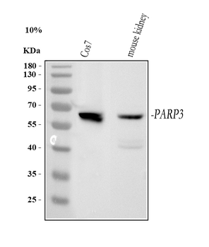 Anti-PARP3 Antibody