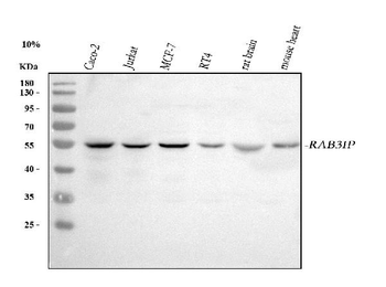 Anti-RAB3IP Antibody