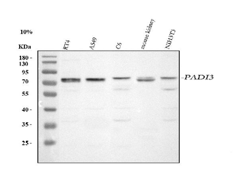 Anti-PADI3 Antibody